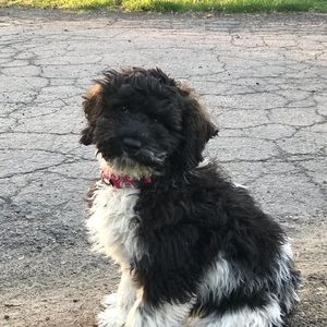 Meet your Posher, Lisa